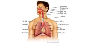 Bộ máy hô hấp