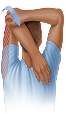 cang-co-tam-dau Căng cơ tam đầu