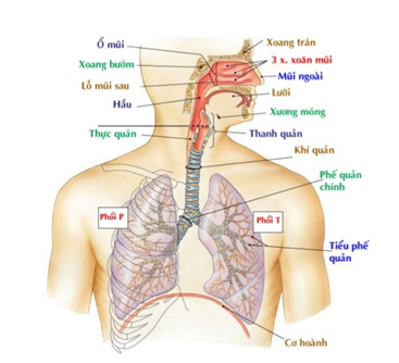 cau_tao_he_ho_hap Cấu tạo cơ quan hô hấp