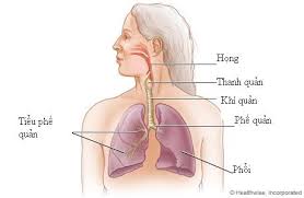 Đường hô hấp dưới