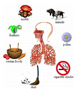 yeu-to-kich-phat-hen Yếu tố kịch phát hen